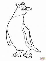Penguin Coloring Erect Crested King Pages Collection Color Penguins Getcolorings Dibujo Para Draw Animal Gratis Getdrawings Dibujos Choose Board Categories sketch template