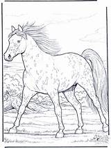 Horse Appaloosa Coloring Pages Horses Gallop Caballos Camp Color Dibujos Para Galloping Animals Printable Books Choose Board Adult Colouring Painting sketch template