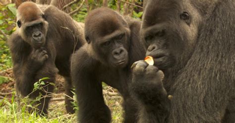 zoo gorillas released   wild cbs news