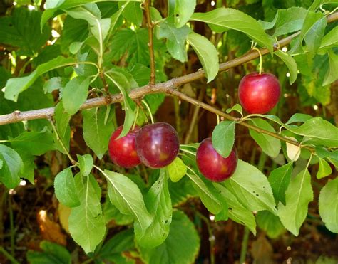 wild harvests cherry plum  early plum  wild