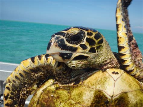 critically endangered turtles tracked  area set  open  commercial