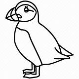 Puffin Drawing Cute Bird Atlantic Icon Coastal Pelagic Seabird Birds Editor Open Getdrawings sketch template