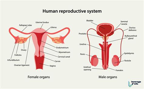 Human Body Systems And Functions Leverage Edu