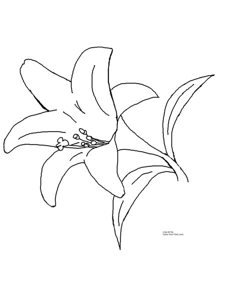 easter lily coloring pages