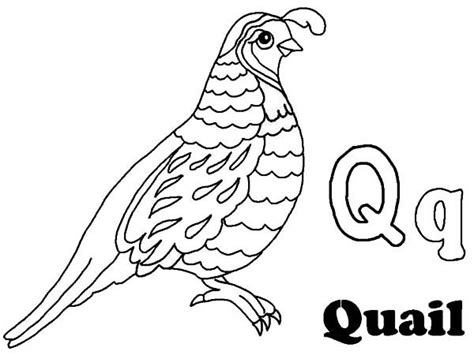 quail coloring pages  preschool bird coloring pages coloring