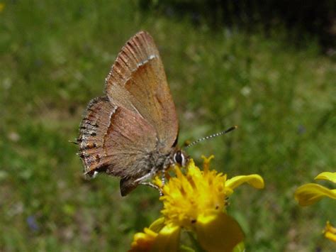 mitoura gryneus nelsoni art shapiro s butterfly site