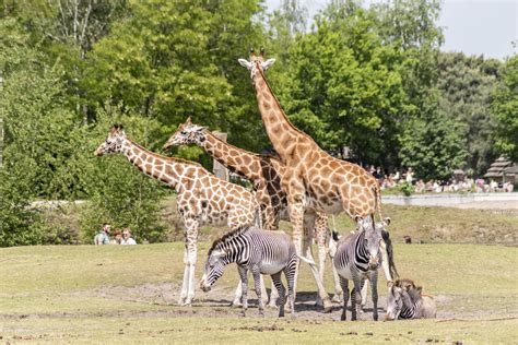 beekse bergen safari park netherlands safaripark beekse  flickr