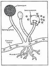 Fungi Rhizopus Sporangium Coloring Spores Structure Hyphae Jamur Science Asexual Fungus Biology Klasifikasi Worksheet Sac Fruiting Microbiologia Zygomycota Septate Rhizoids sketch template