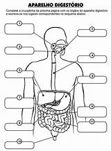 Ano Montar Anatomia Quinto Digestivo Digestório Ensino Prova Humana Ciências Aparato Respiratorio Português Estudo Nomes Ossos Biologia Alunos sketch template
