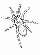 Tarantula Coloring Drawing Hideous Pages Spider Getcolorings Printable Color Getdrawings sketch template