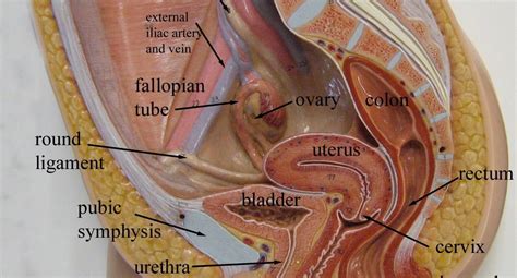 diagram internal female anatomy female anatomy genitals sexual