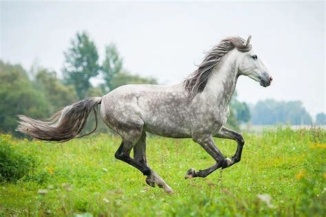andalusian horse breed profile facts colors pictures