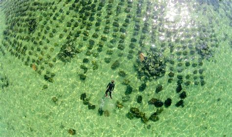 Playground of giant clams | INQUIRER.net