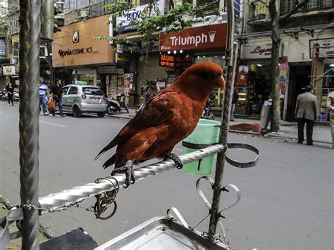 chained parrot   street  hanoi vietnam image  stock photo public domain photo