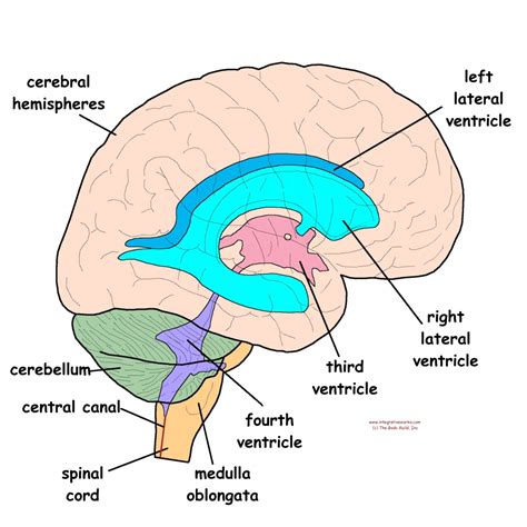 simplified explanation   craniosacral system integrative works