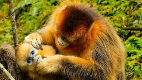 population  golden snub nosed monkeys  shennongjia grows cgtn