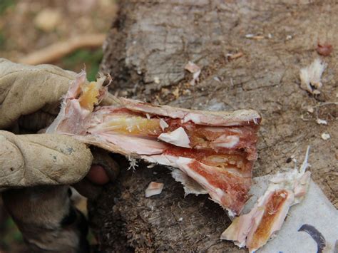 early humans stored bone marrow like tins of soup 400 000