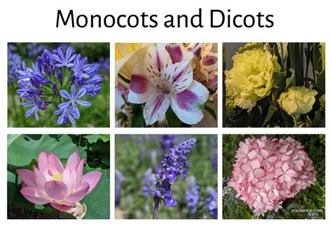 identify mono  dicot plants   garden