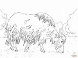 Yak Coloring Pages Grazing Printable Main Supercoloring Skip Categories sketch template