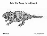 Horned Lizard Toad Texas Coloring Template Please sketch template