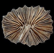 Afbeeldingsresultaten voor "castanidium Moseleyi". Grootte: 187 x 185. Bron: www.pinterest.com