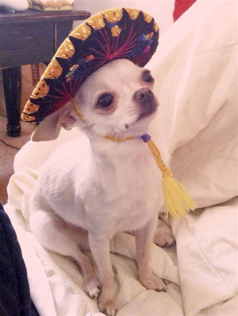 cutest chihuahua   sombrero youll   addie mae perros