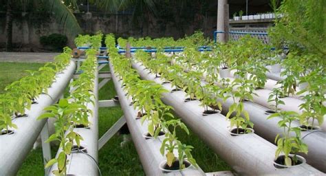 hydroponics farming