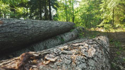 fallen logs   forest  stock video