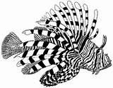 Coloring Lionfish Pages Fish Tropical Kids Adults 53kb 472px sketch template