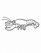 Coloring Lobster Pages Marine Animals Animal sketch template