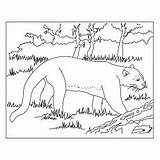 Panther Coloring Pages Florida Printable Toddler Will sketch template