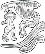Dinosaur Coloring Skeleton Craft Fossil Pasta Bones Preschool Pages Dinosaurs Fossils Printable Crafts Worksheets Kids Skeletons Dino Activity Activities Prekinders sketch template