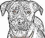Coloring Pages Rottweiler Adult Dog Printable sketch template