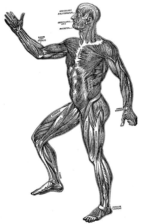 human body muscular system diagram human   image  wiring