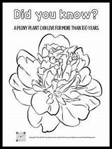 Peony Flower sketch template