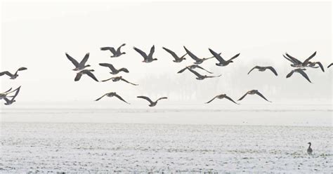 provincie groningen test buienradar voor vogels om windmolens stil te zetten change