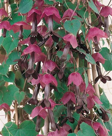 purple bell vine seed tall climberprivacyrhodochiton etsy