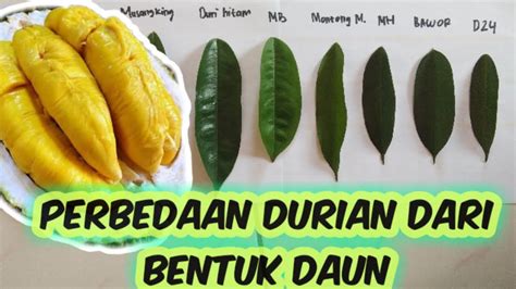 mengenali durian  daun luke knox