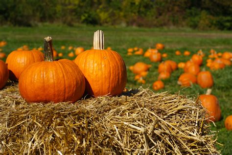 Pumpkin Picking In The Shenandoah Valley Discover Front Royal