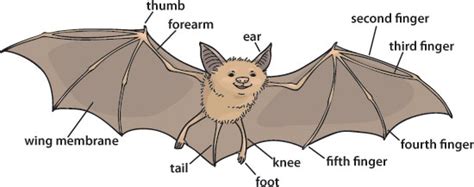 bats  good   biologist