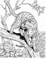 Tiger Coloring Jungle Dschungel Erwachsene Malbild sketch template