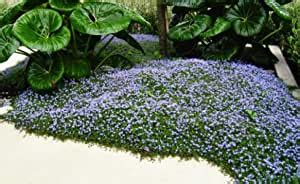isotoma fluviatilis winterhartstaudebodendecker blauer bubikopf