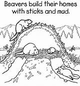 Castor Coloring Beavers Beaver Nonfiction sketch template