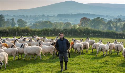 impact van de brexit op brits rund en lamsvlees huidige stand van zaken