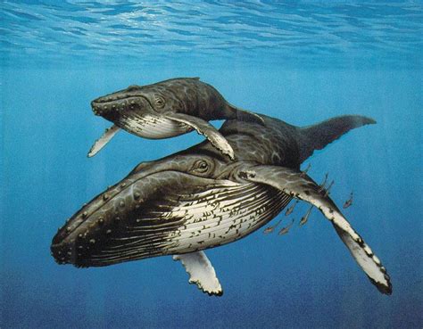 humpback whale animal wildlife