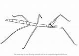 Stick Insect Draw Drawing Insects Step Drawingtutorials101 Tutorials sketch template