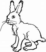 Coloring Hare Pages Hares sketch template