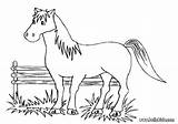 Horse Coloring Pages Horses Colouring Printable Color Mustang Big Kids Galloping Print Wild Dressage Getcolorings Getdrawings sketch template