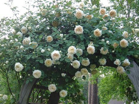 wollerton  hall climbing rose claire austin david austin roses austin rose