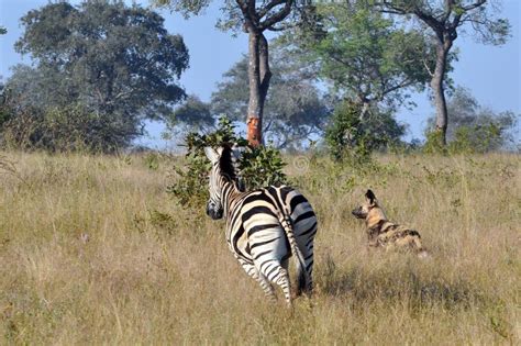 zebra chasing wild dogs stock image image  underbellies